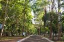 Saev encerra Semana do Meio Ambiente com distribuição de mudas neste sábado